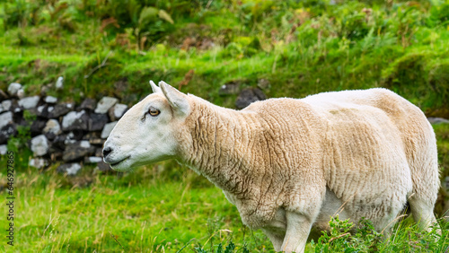 Fototapeta Naklejka Na Ścianę i Meble -  White sheep of typical breed of the Isle of Skye in the north of Scotland, UK.