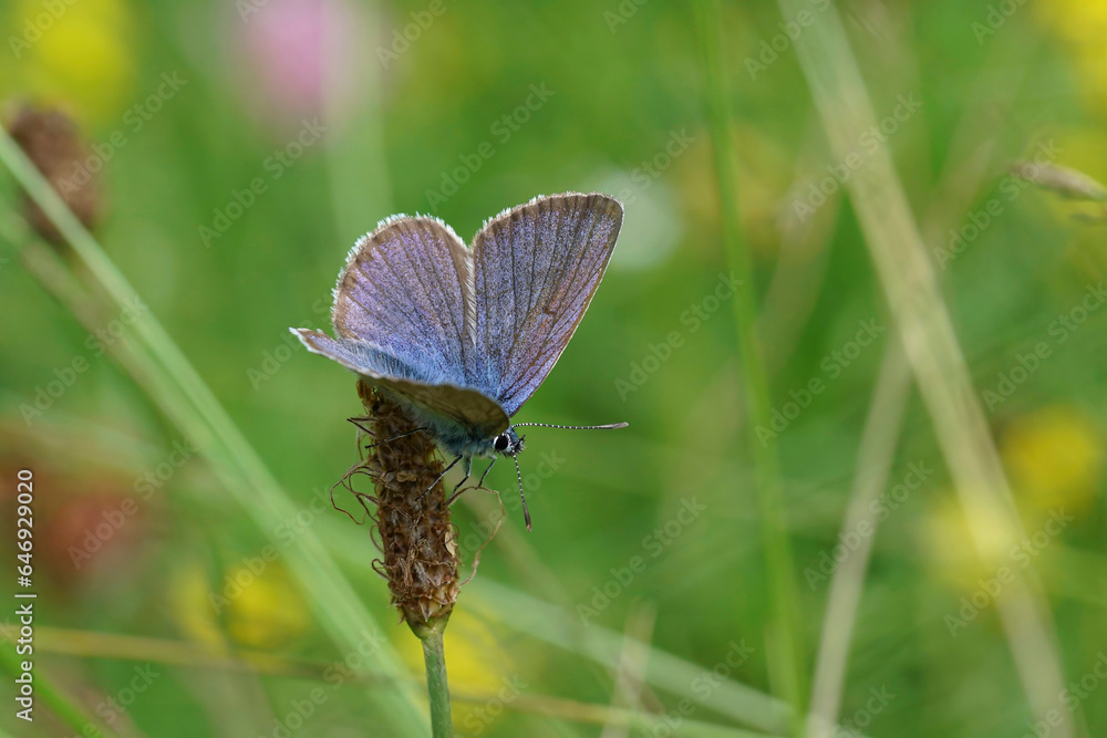 Colorful closeup on a Mazarine blue butterfly, Cyaniris semiargus sitting with open wings in the meadow Colorful closeup on a Mazarine blue butterfly, Cyaniris semiargus sitting with open wings in the meadow