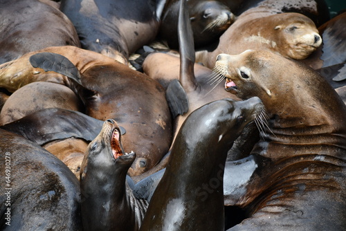 sea lions clearly upset