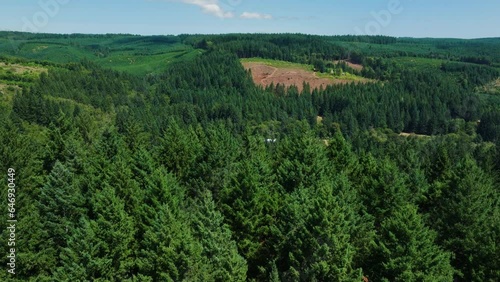 Aerial drone shot of Oregon wilderness, green forest in summer, rolling hills