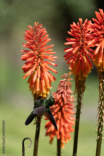 Colibrì in Finca La Montaña along the trek in the Cocora Valley, Salento in the Quindío department of Colombia in the coffee area (in the Central Cordillera of the Andean mountains).