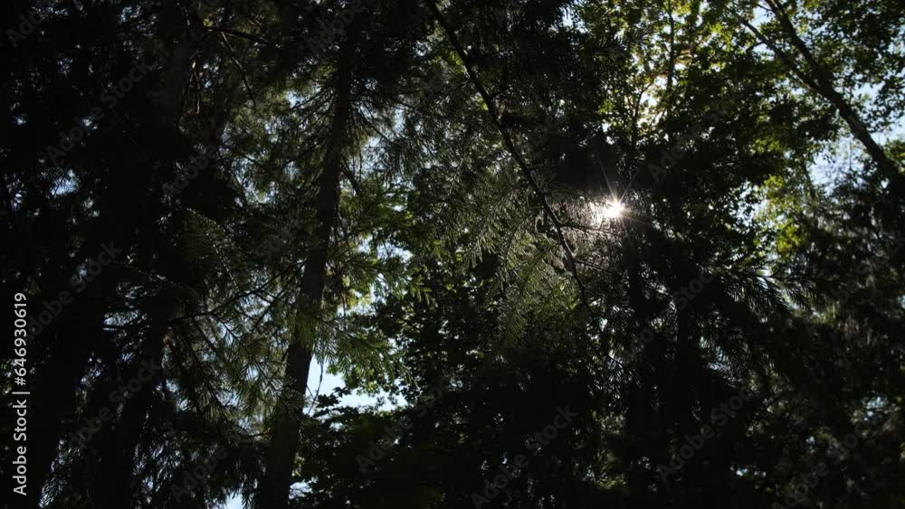 Sunlight shining through trees in thick evergreen forest Sunlight shining through trees in thick evergreen forest