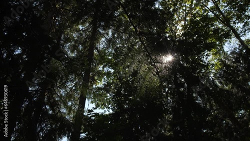 Sunlight shining through trees in thick evergreen forest