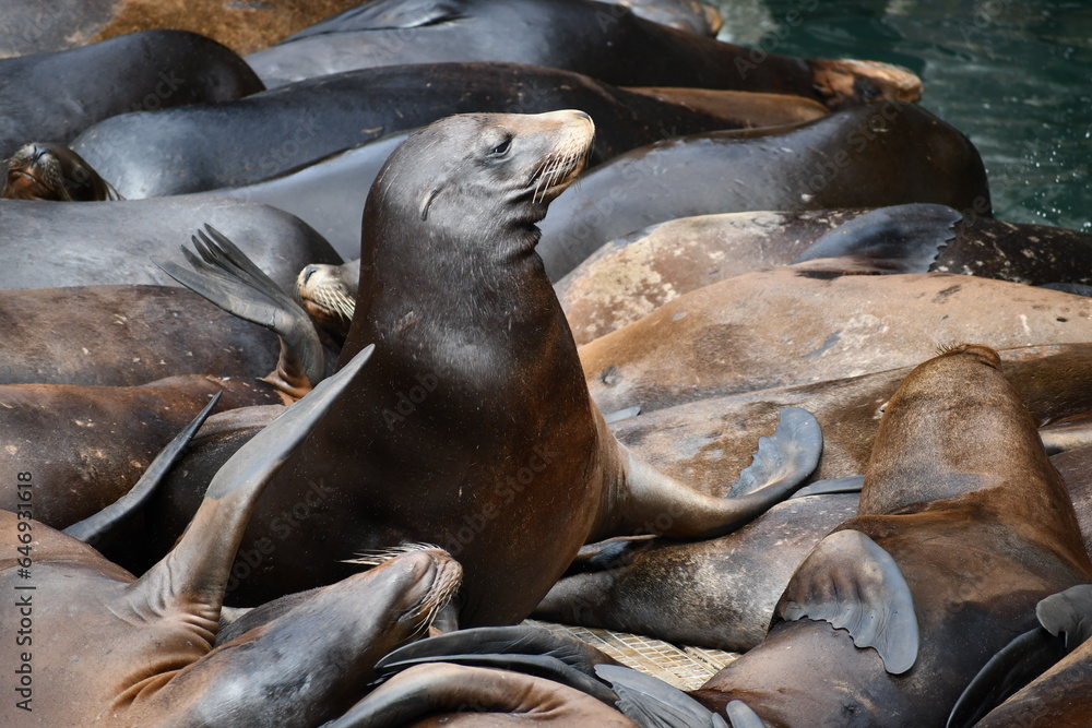 Fototapeta premium sea lion peeks up from mosh pit
