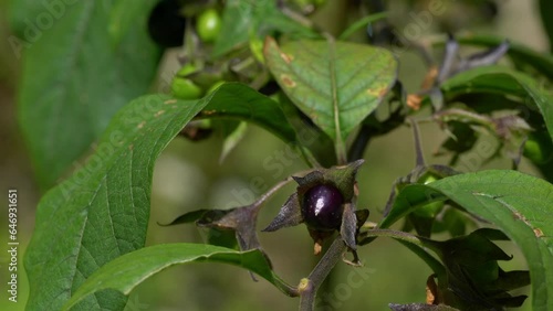 Deadly Nightshade, fruit ripening (Atropa belladonna)- (4K)