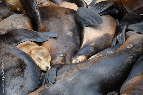 sleepy sea lions