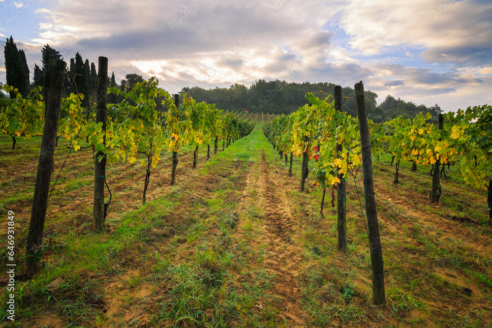 Vineyard in Montalcino, Sangiovese, Tuscany, Italy.