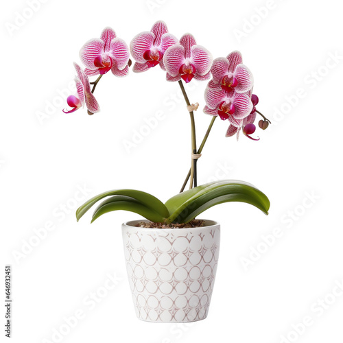  pink orchid in a pot, house plant in cute pot, Moth orchid isolated on transparent background. photo