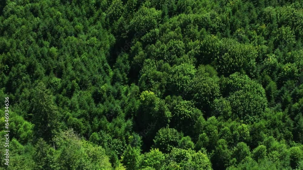 Aerial drone shot of Oregon wilderness, green forest in summer Aerial drone shot of Oregon wilderness, green forest in summer