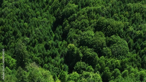 Aerial drone shot of Oregon wilderness, green forest in summer