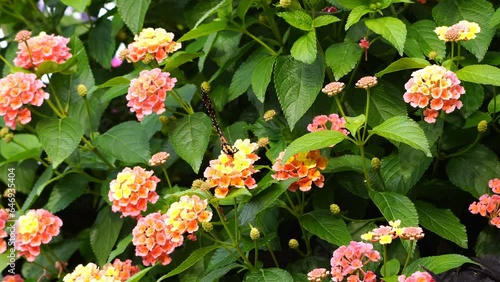 Monarch butterfly is attracted by the nectar of colorful flowers of Lantanas in the garden photo