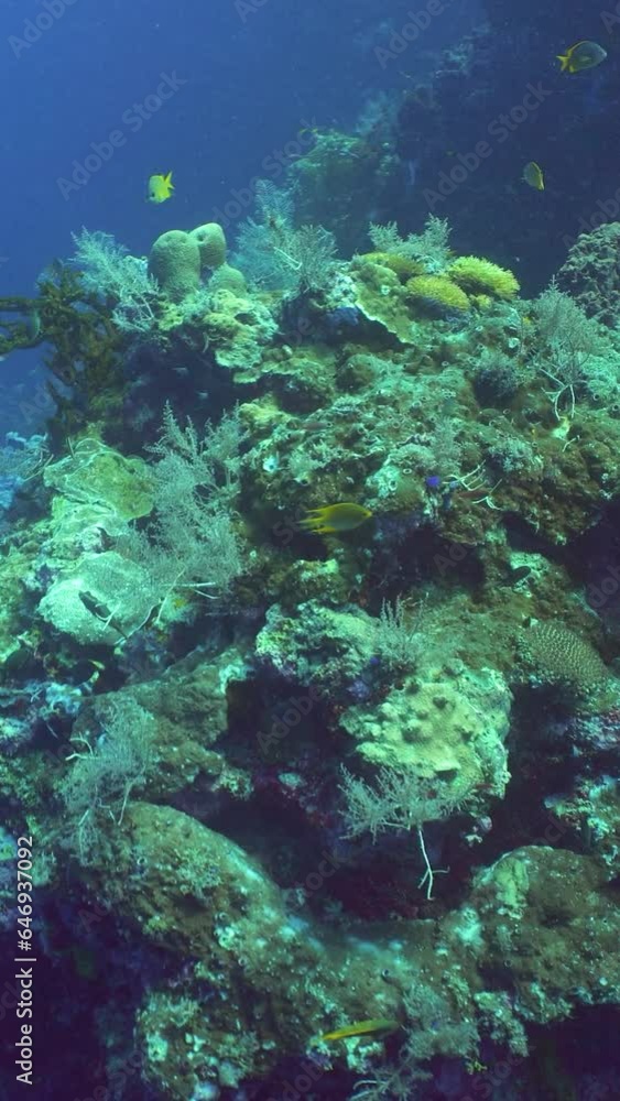 Colourful tropical coral reef. Scene reef. Marine life sea world. Sipadan, Malaysia. Colourful tropical coral reef. Scene reef. Marine life sea world. Sipadan, Malaysia.