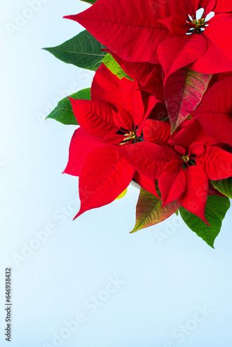 Beautiful Christmas Poinsettia flower closeup on a blue background, Merry Christmas and Happy New Year concept