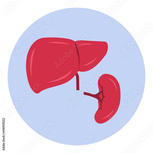 Enlarged liver and spleen icon