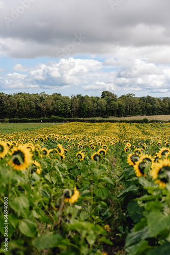 View of field of beautiful  yellow and green sunflowers as taken from behind with flowers facing away on farmland on sunny summer day