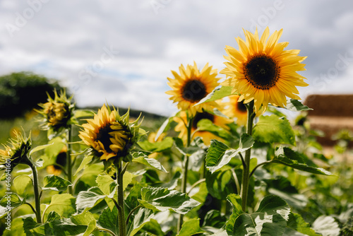 Beautiful bright yellow sunflowers lined up together in field of flowers on farm land on sunny summer day