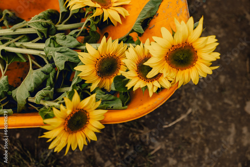 beautiful cut yellow and green sunflowers lying in bright orange wheelbarrow on farm on sunny summer day
