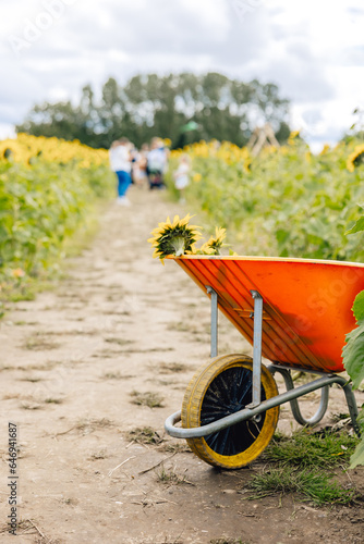 Close up of bright orange wheelbarrow with cut flowers in path through field of sunflowers in farmland on a summer day with people in the distance