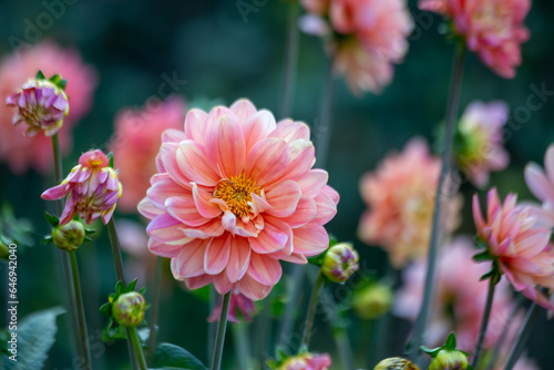 Gorgeous pink dahlia flower. Gardening  perennial flowers  landscaping.