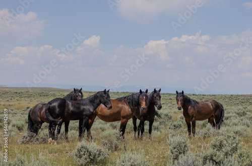 Wild Horses in the Wyoming Desert in Summer © natureguy