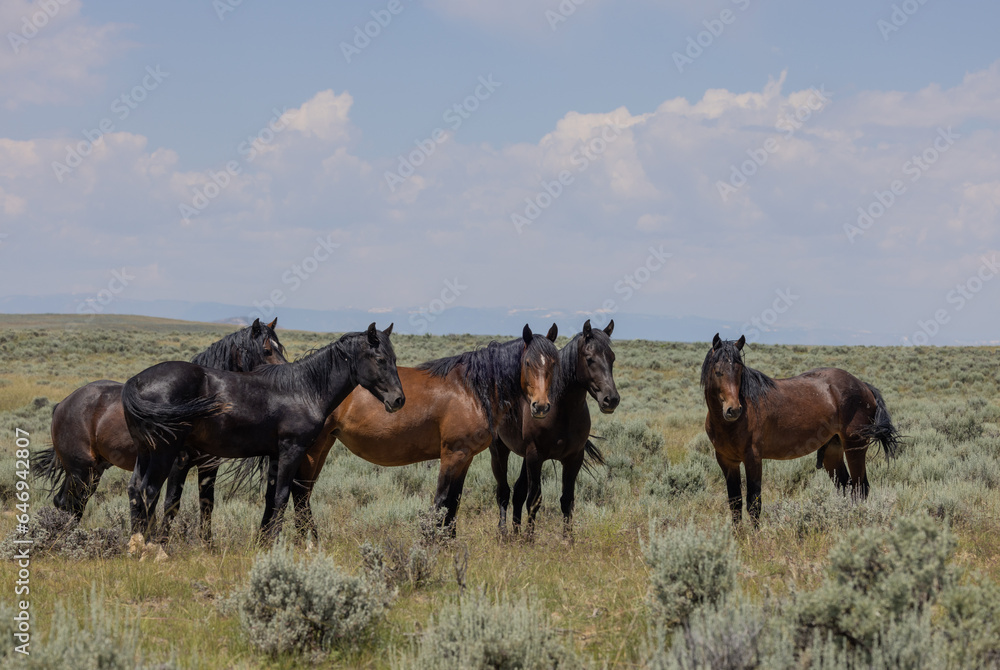 Wild Horses in the Wyoming Desert in Summer Wild Horses in the Wyoming Desert in Summer