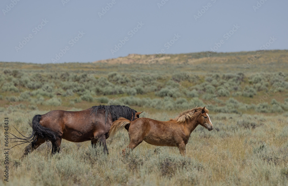 Wild Horses in the Wyoming Desert in Summer Wild Horses in the Wyoming Desert in Summer