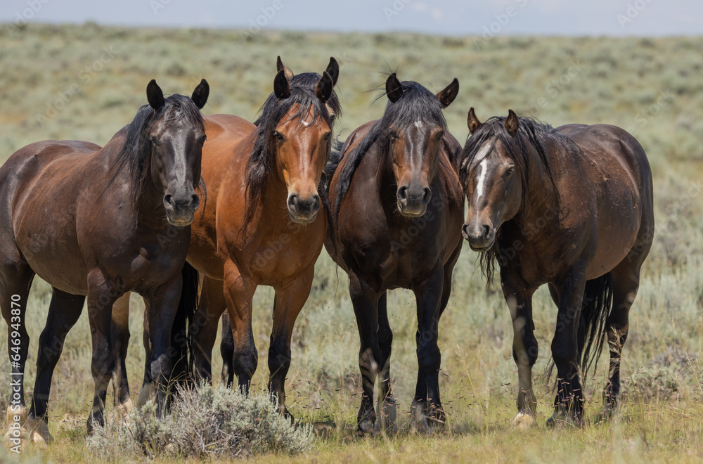 Wild Horses in the Wyoming Desert in Summer Wild Horses in the Wyoming Desert in Summer