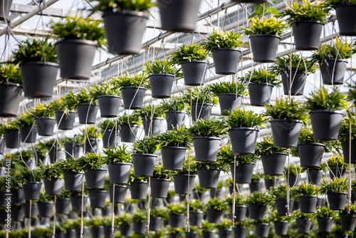 Hanging basket of Zygos Plant photo