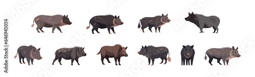 Wild boar set flat cartoon isolated on white background. Vector isolated illustration
