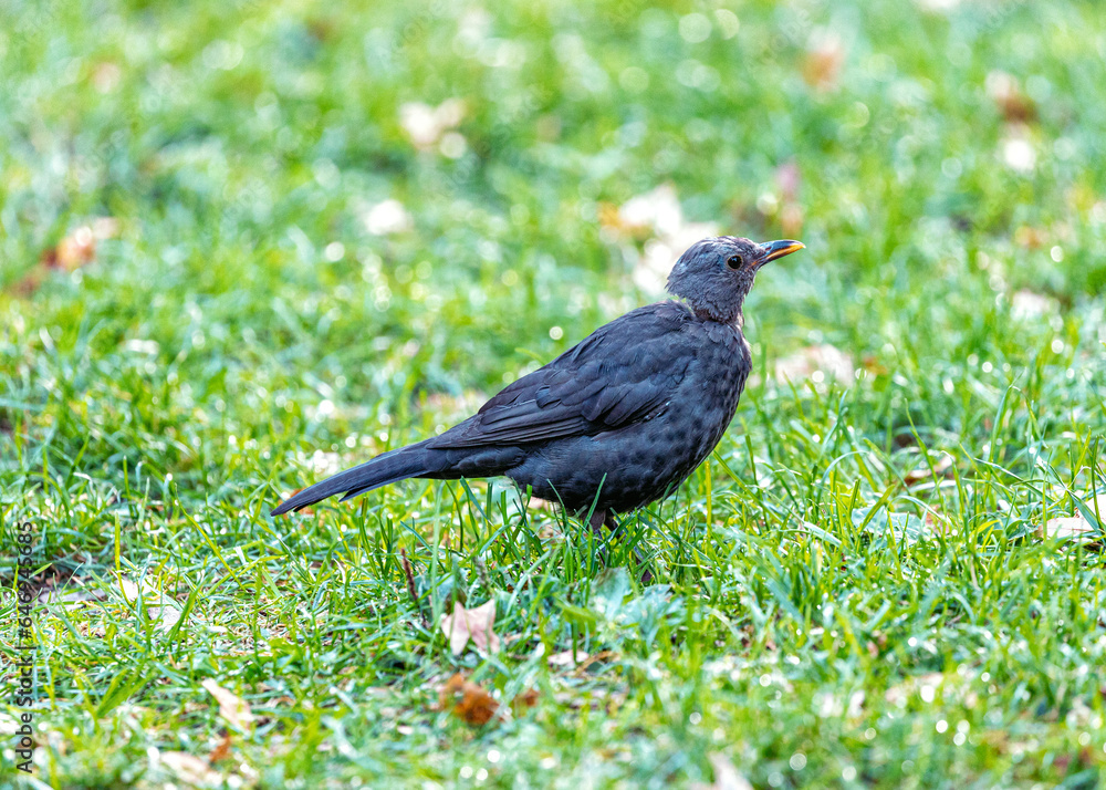 Fototapeta premium Female Blackbird (Turdus merula) at Botanic Gardens, Dublin, Ireland