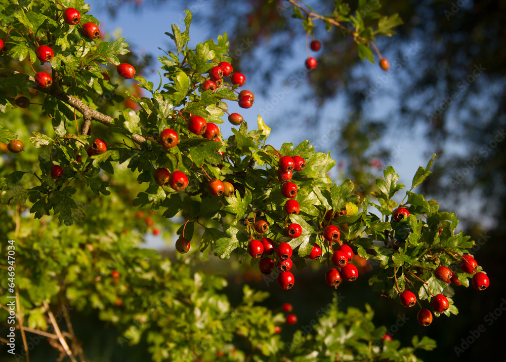 Common hawthorn in the end of summer, full of red berry-like pomes Common hawthorn in the end of summer, full of red berry-like pomes