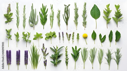 Green aromatic herbs photo realistic flat lay pattern background.
