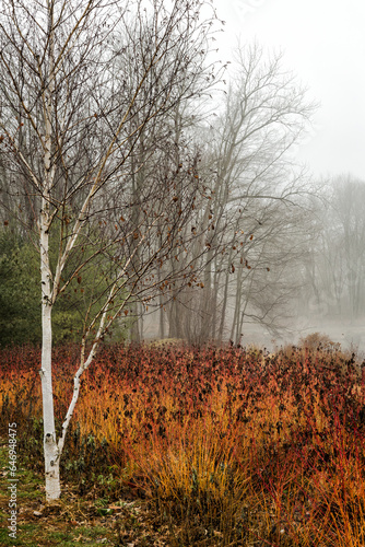 Winter by lake with blooming Ilex and birch, Trumbu;;, Connecticut. 