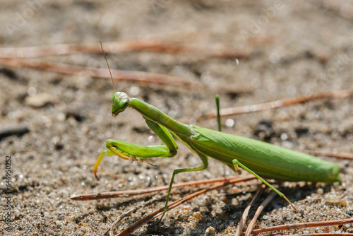 Green ordinary mantis, religious mantis close-up on a sandy background, macro photo.