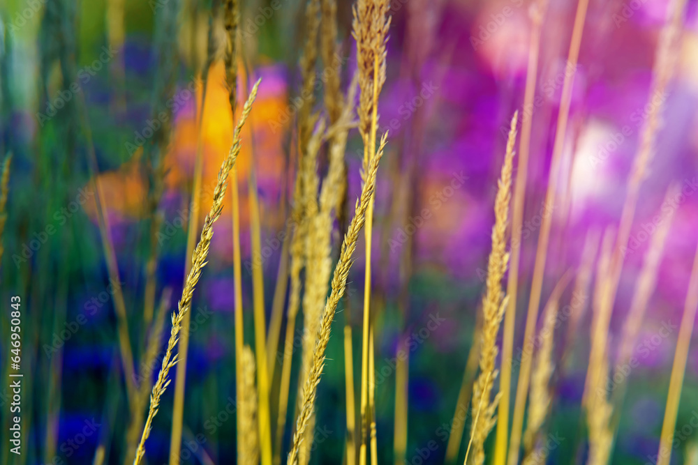 Landscape: yellow grass on a multi-colored background Landscape: yellow grass on a multi-colored background
