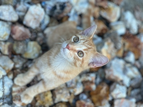 Cat On Rocks