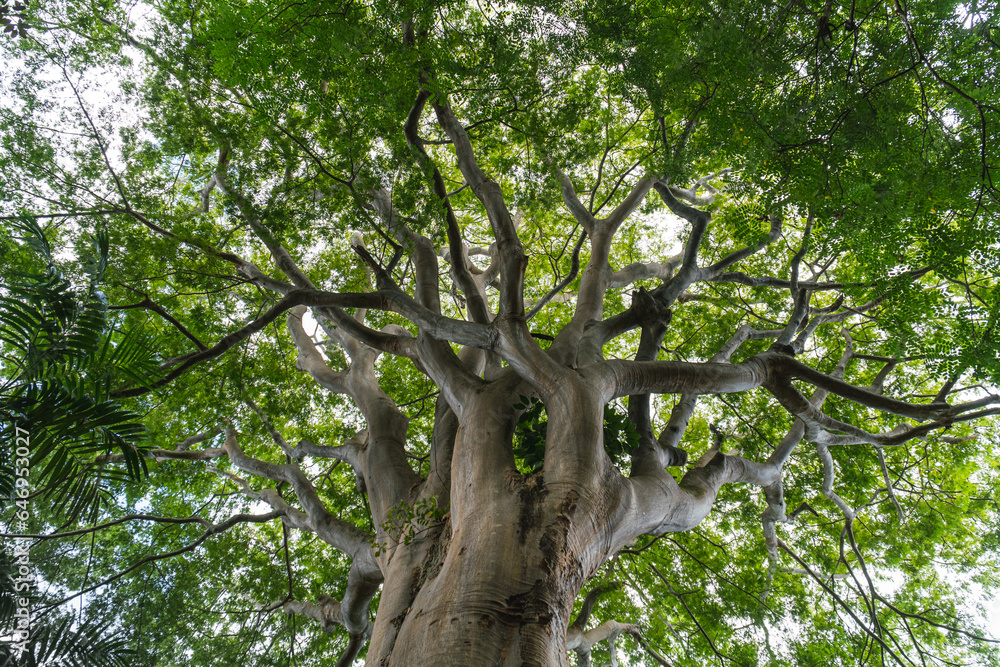 Fototapeta premium Plan from below, against the dive or nadir of a beech, sequoia or giant tree lush, dense and green. Pamplemousses Boticanal Gardens, Mauritius or Seychelles or Maldives. 