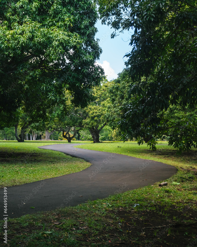 garden or tropical forest, lush, dense and green. Front plan of the Pamplemousses Boticanal Gardens, Mauritius or seychelles or maldives. A winding path is seen inside the park. garden or tropical forest, lush, dense and green. Front plan of the Pamplemousses Boticanal Gardens, Mauritius or seychelles or maldives. A winding path is seen inside the park.