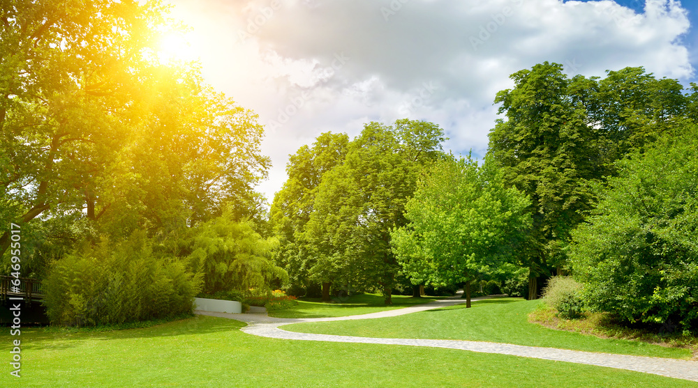 Fototapeta premium Sunrise in the summer park