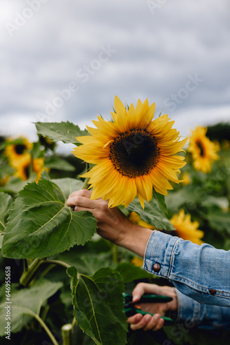 Hand of woman wearing denim jacket grips beautiful yellow sunflower and cuts stem with secateurs on pick your own flower farm