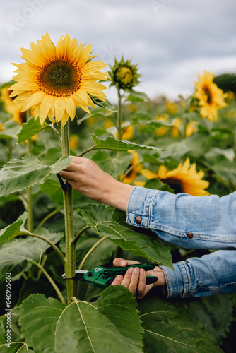 Hand of woman wearing denim jacket grips beautiful yellow sunflower and cuts stem with secateurs on pick your own flower farm
