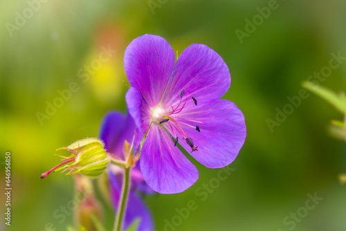 Blue and purple flowers of Geranium wallichianum photo