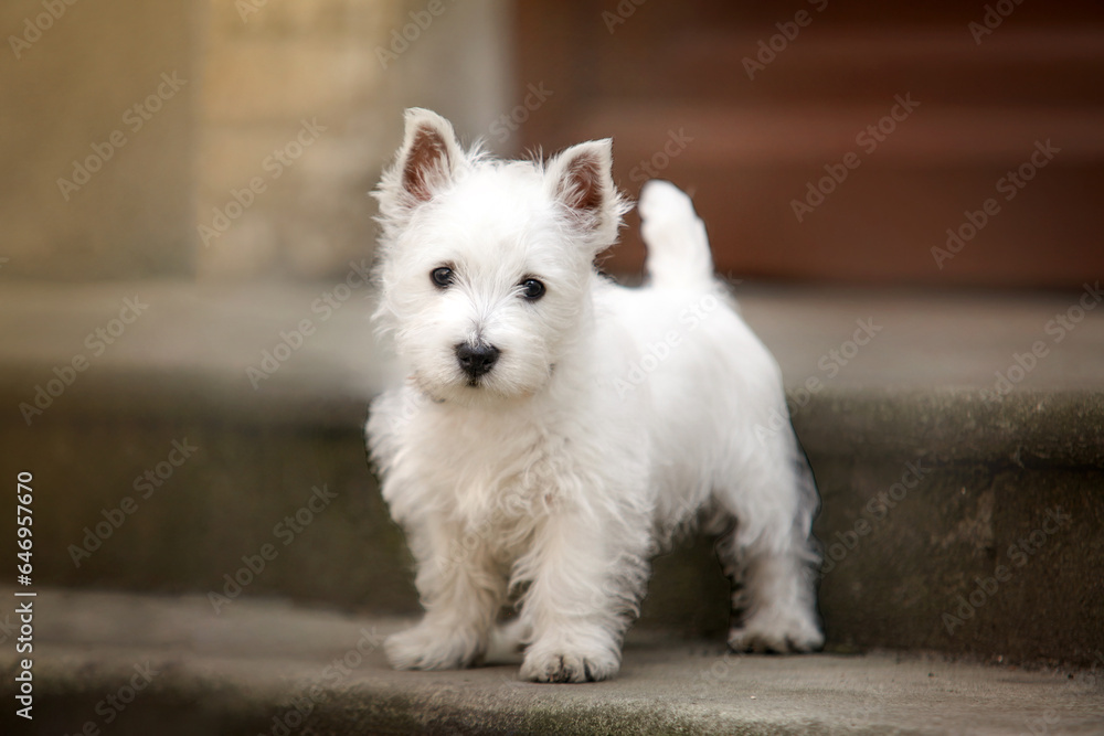 White West Highland Terrier Puppy on the stairs, street. He looks into the lens. A little friend. High quality photo
