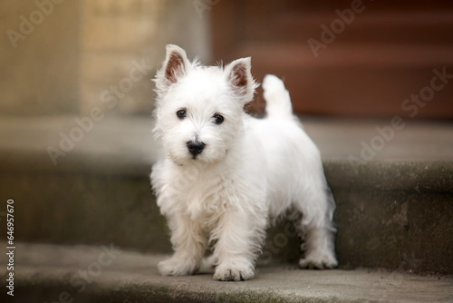 White West Highland Terrier Puppy on the stairs, street. He looks into the lens. A little friend. High quality photo © Катя Мазурец
