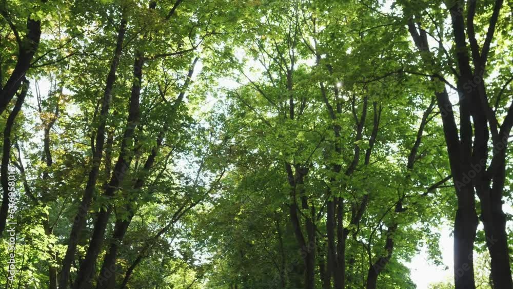 Camera looks up and moves slowly under summer trees 4k 60 FPS Camera looks up and moves slowly under summer trees 4k 60 FPS