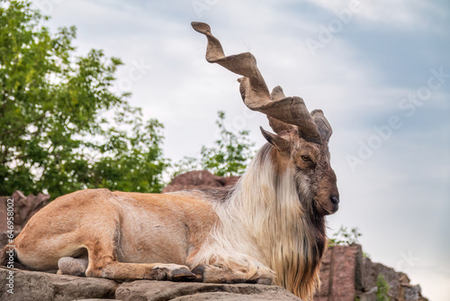 Fototapeta Naklejka Na Ścianę i Meble -  Markhor, Capra falconeri, wild goat native to Central Asia, Karakoram and the Himalayas standing on rock on blue sky background