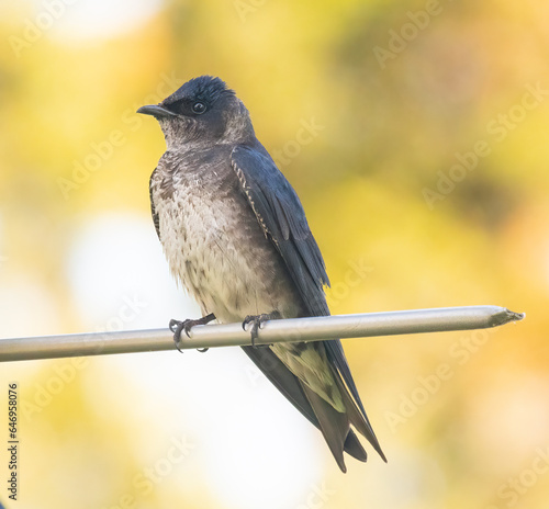 Purple martin roosting photo