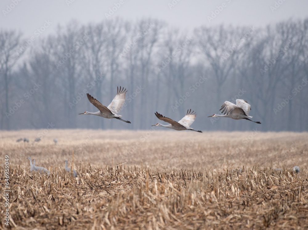 Fototapeta premium Sandhill cranes in flight