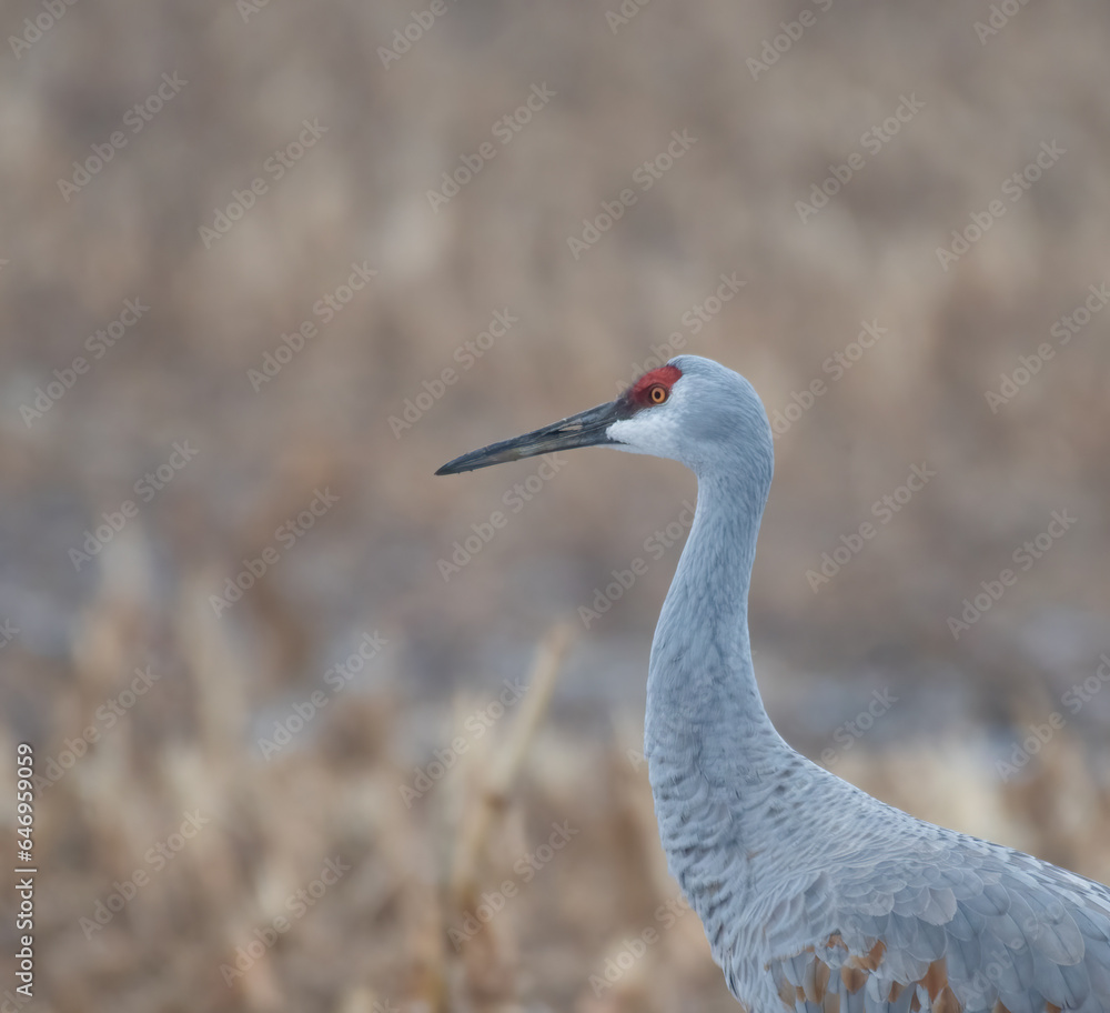 Sandhill crane in winter