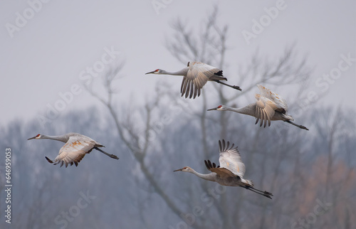 Sandhill cranes in flight © John